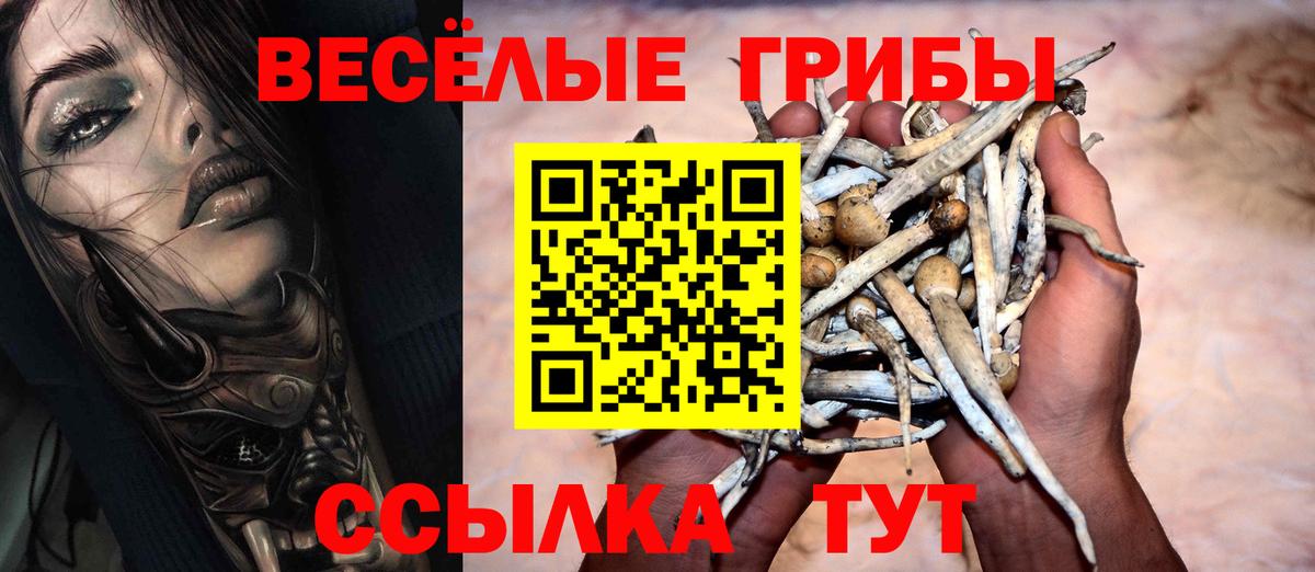 Галлюциногенные грибы Psilocybe Бийск